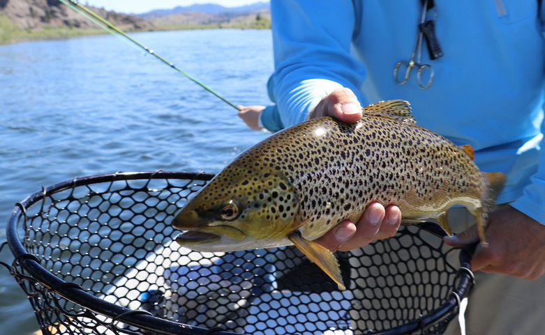trout fishing